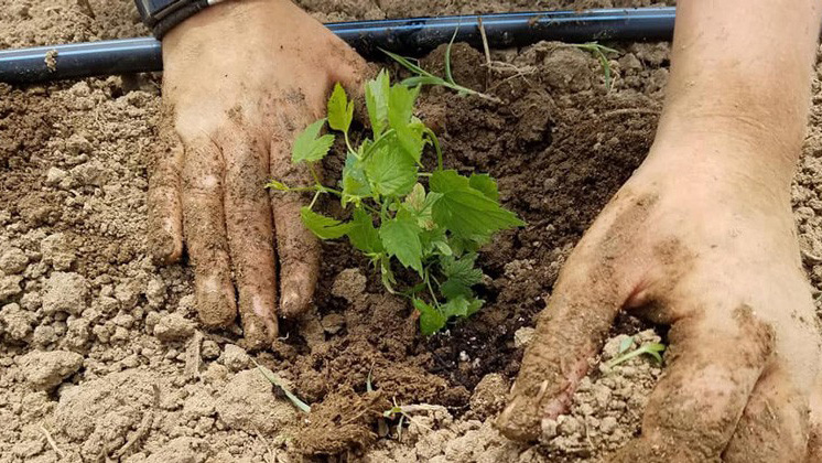 Hands working in soil
