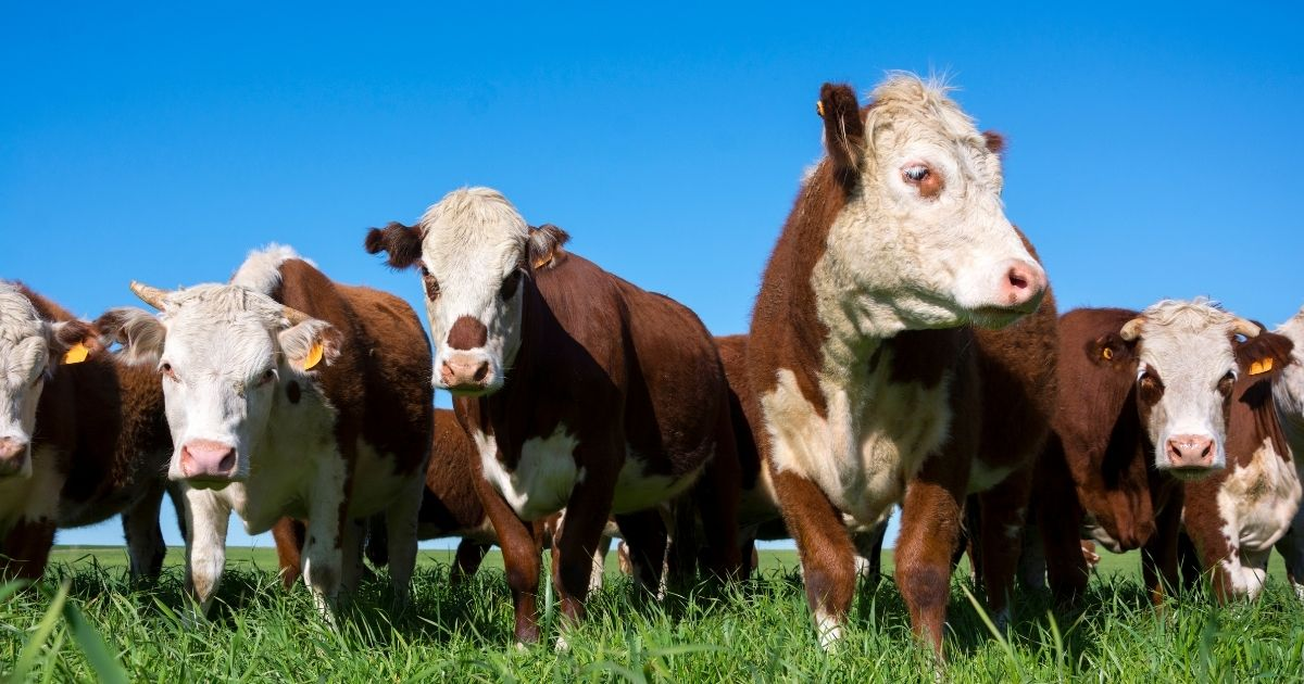 A group of brown and white cattle