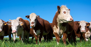 A group of brown and white cattle