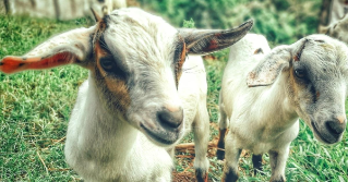 Two lambs