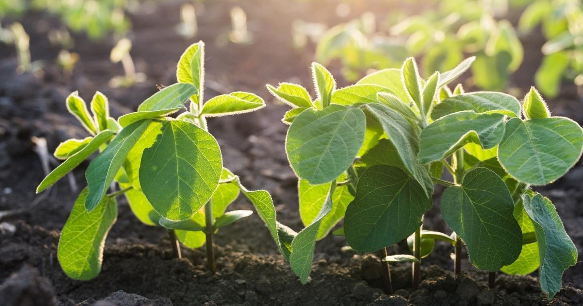Soybean plants sprouting from the soil