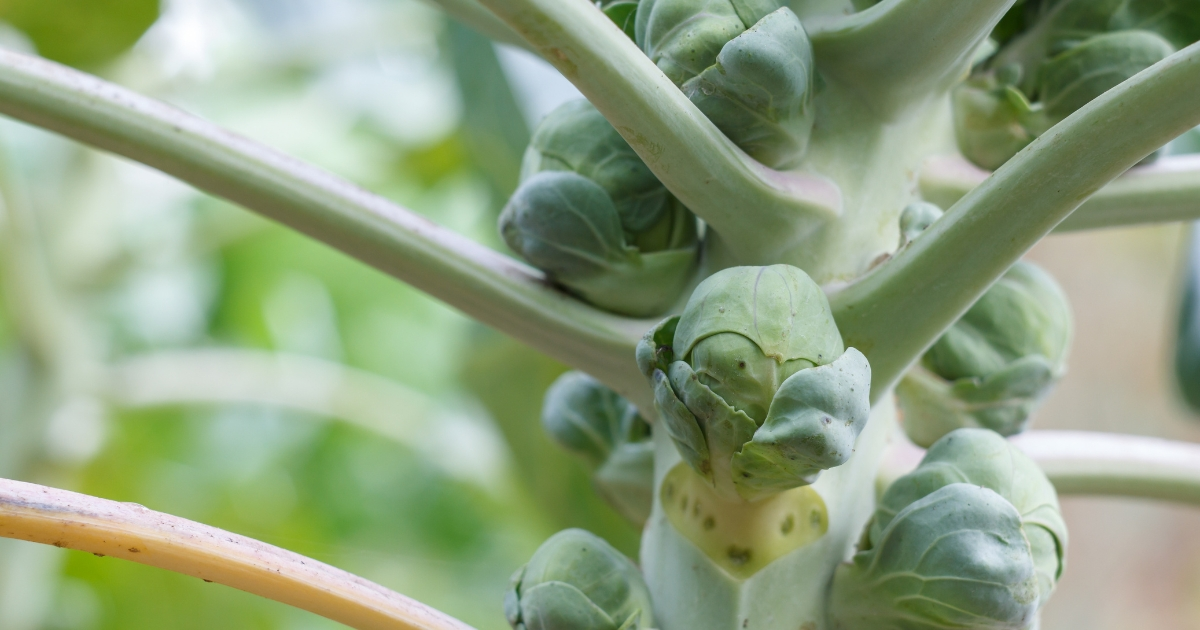 A stalk of brussel sprouts
