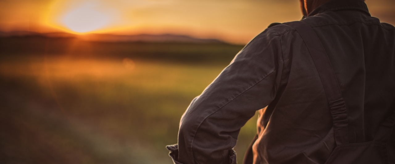 A farmer looking over a field into the sun.