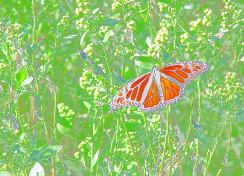 A monarch butterfly