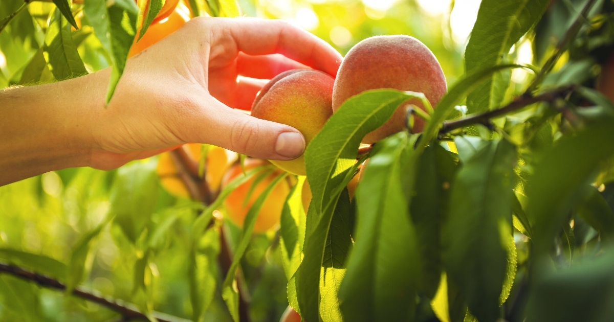 Essential Guidance on Buying Peach Trees from a Tree Care Specialist