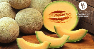 Melones frescos cortados abiertos