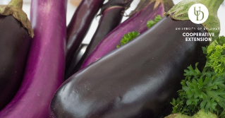 a bunch of vibrant purple eggplants