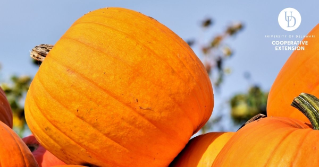 Vibrant orange pumpkins piled together