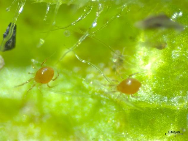 Two Spotted Spider Mite Cooperative Extension University Of Delaware