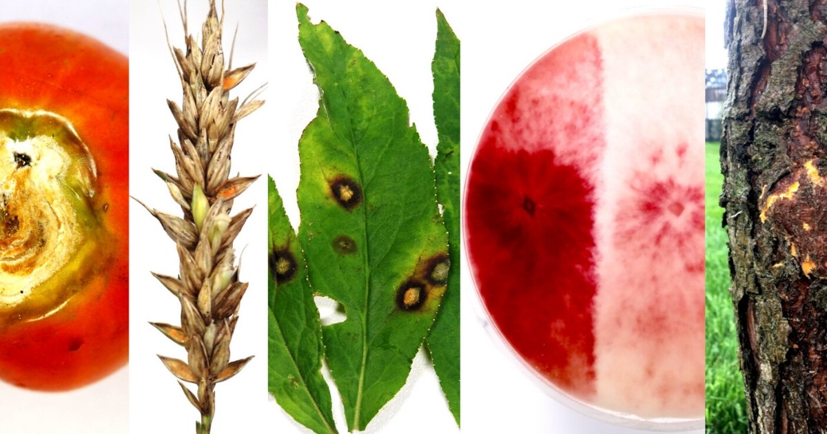 Ud Plant Diagnostic Clinic Cooperative Extension University Of