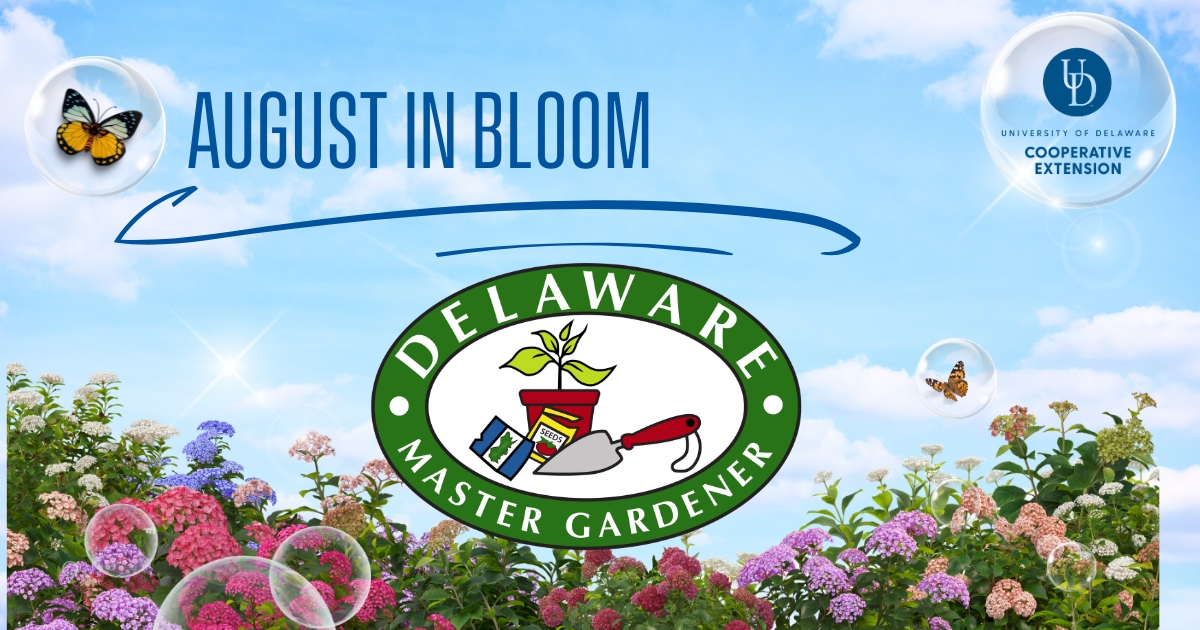 Article featured image of flowers and a sky with the title and logos