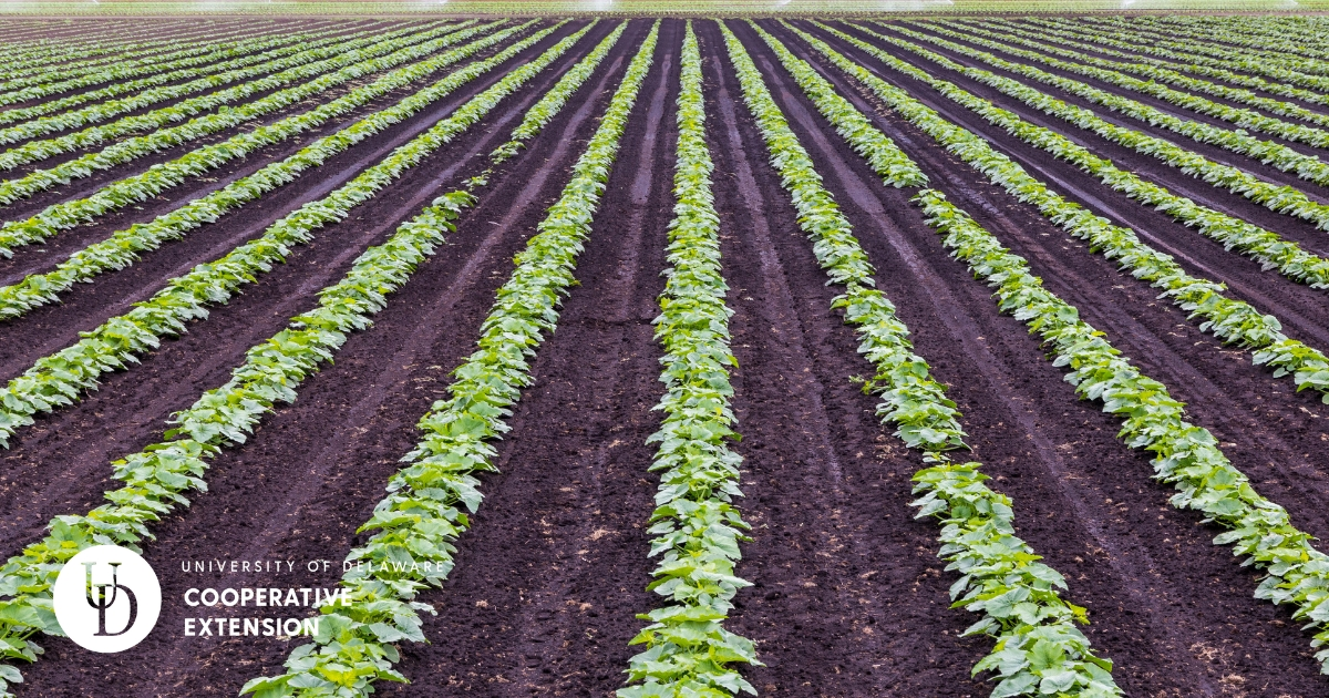 A vegetable field