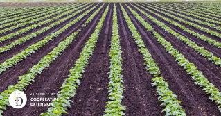 A vegetable field