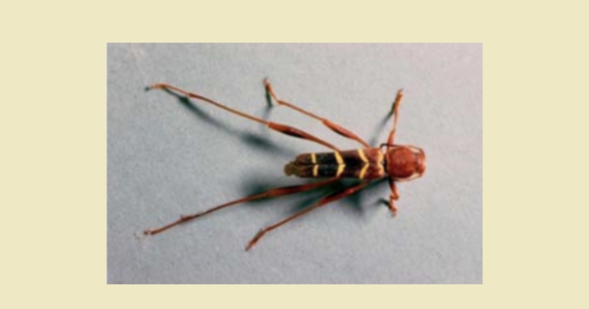 Ash Borers | Cooperative Extension | University of Delaware