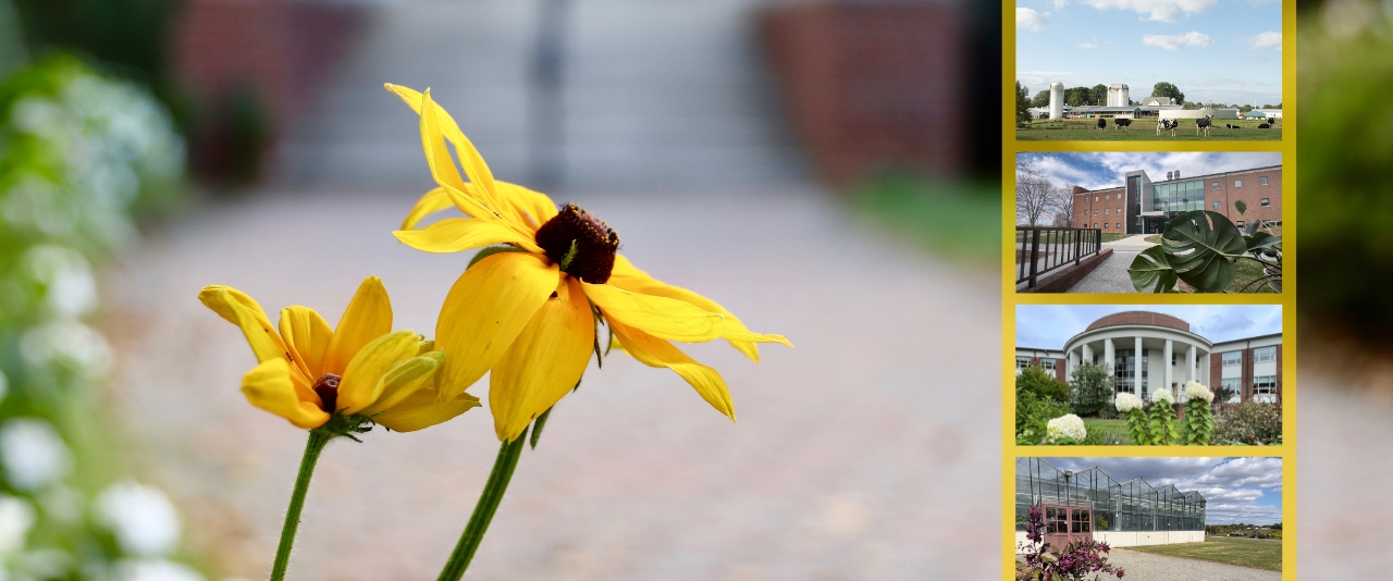 A collage of campus scenes with sunny skies and blooming flowers.