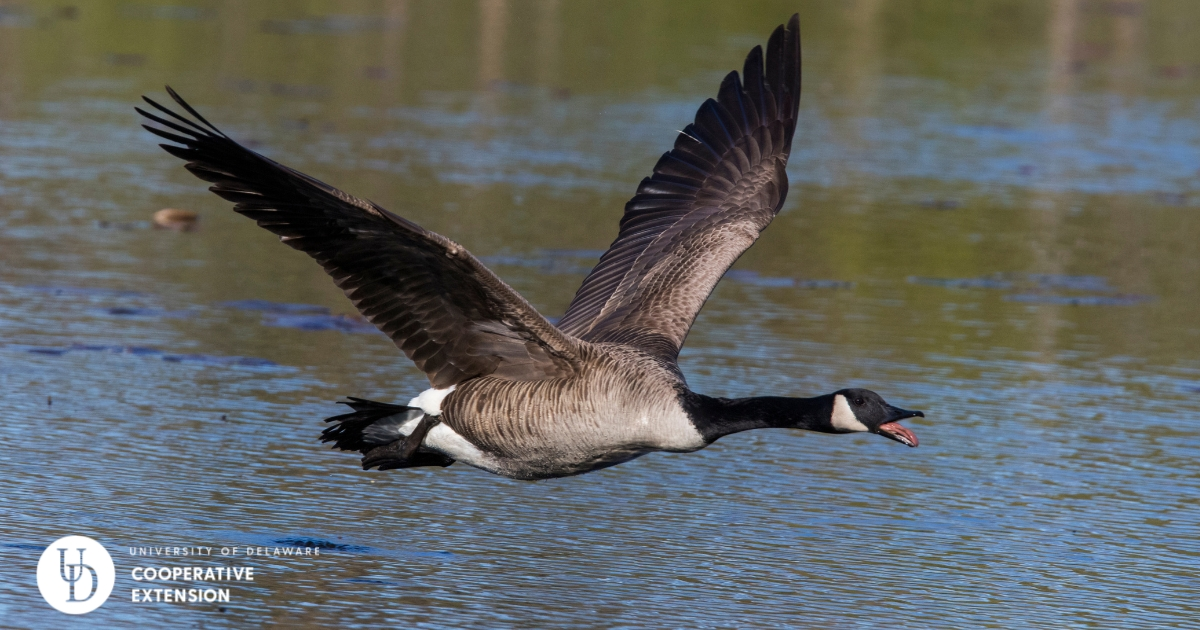 A Canada Goose flying across a pond