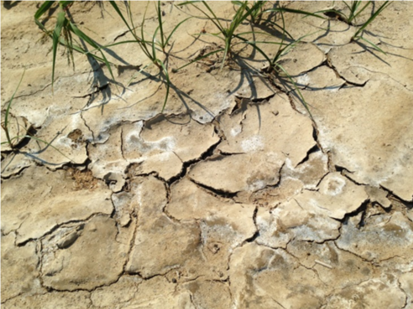 Corn field experiencing salinization