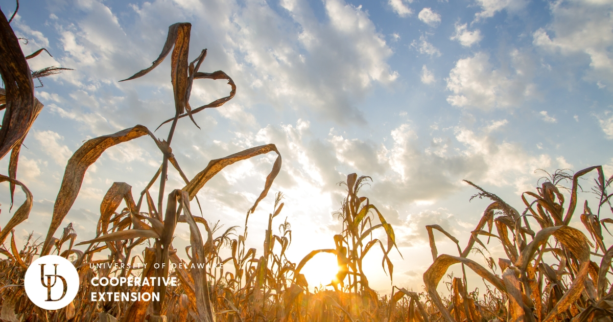 Corn field in the hot sun