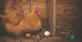 A hen laying in a nesting box with eggs