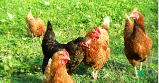 A backyard flock