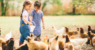 Children with a backyard flock