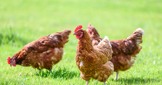 A flock of chickens in the grass