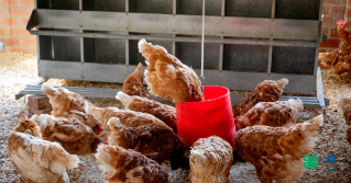Chickens eating