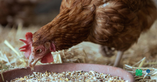 A Chicken eating