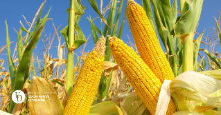 Ears of corn