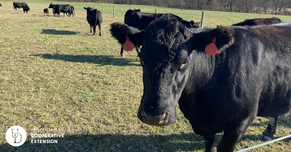 Cows on a farm