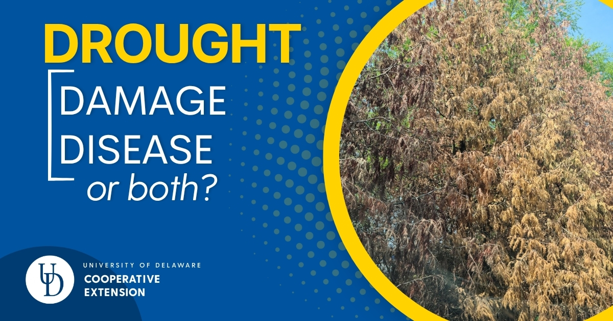 Article featured image a declining tree
