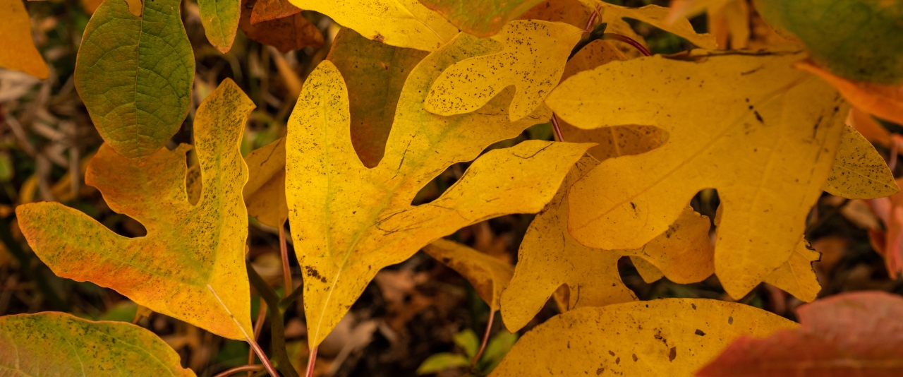 Sassafras leaves