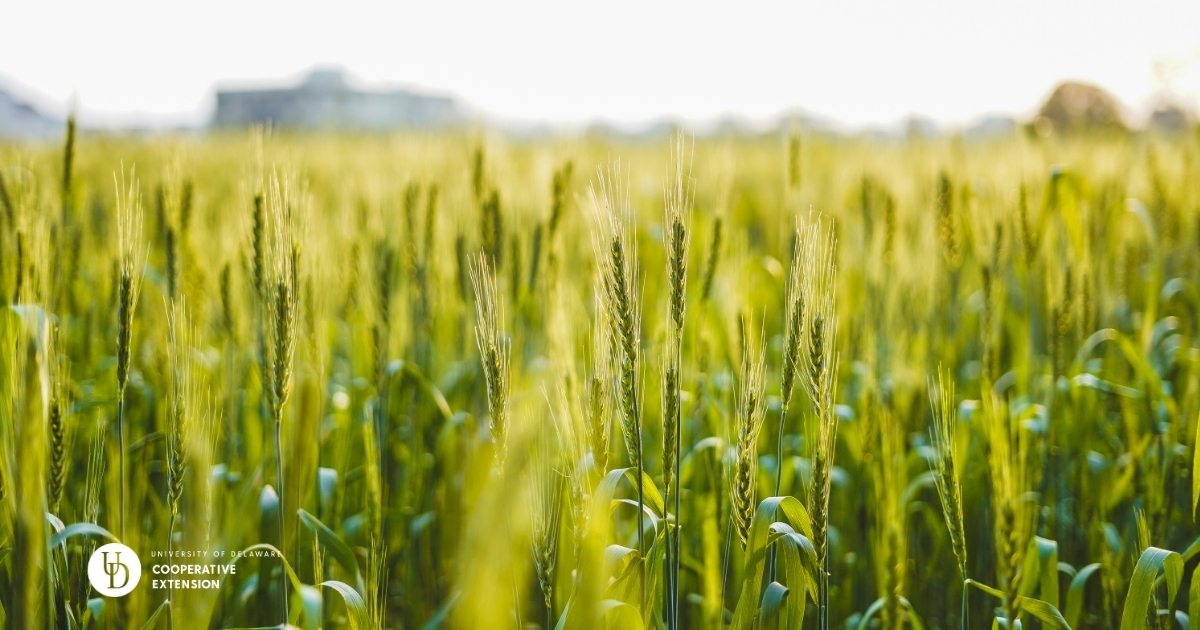 A close up of a wheat field