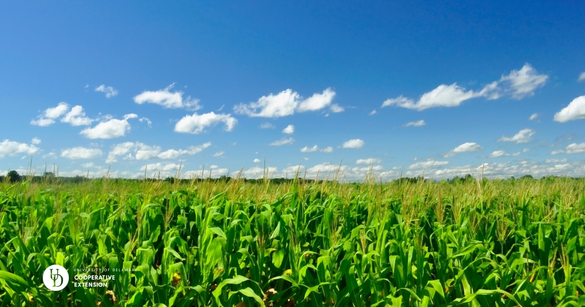A large cornfield