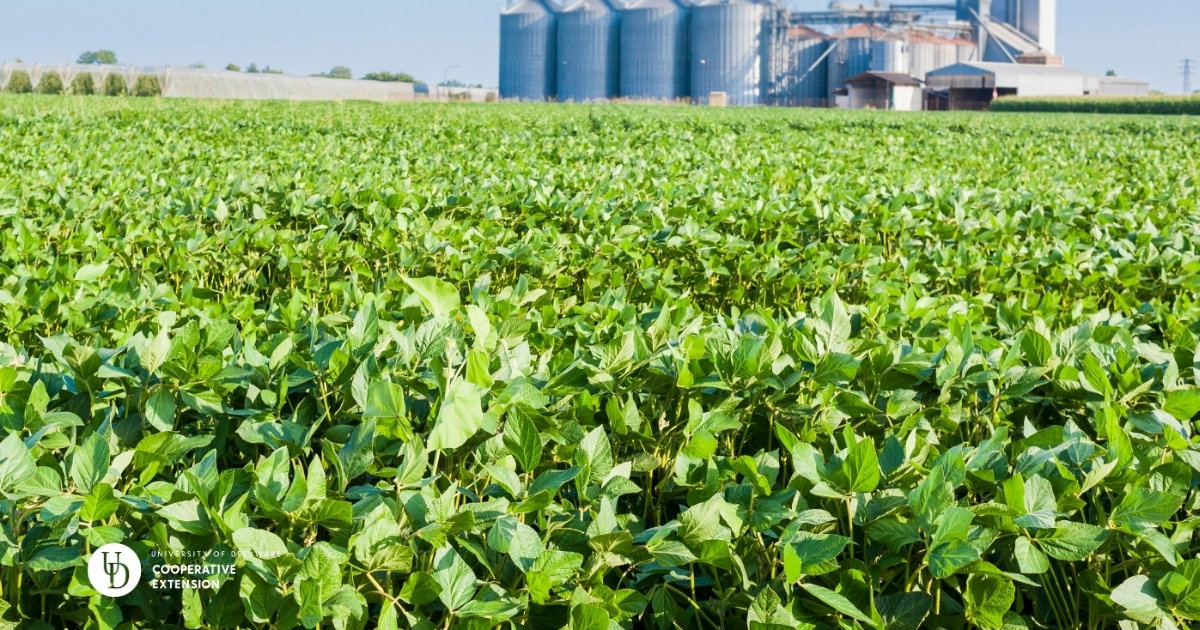 A large soybean field with silos in the back