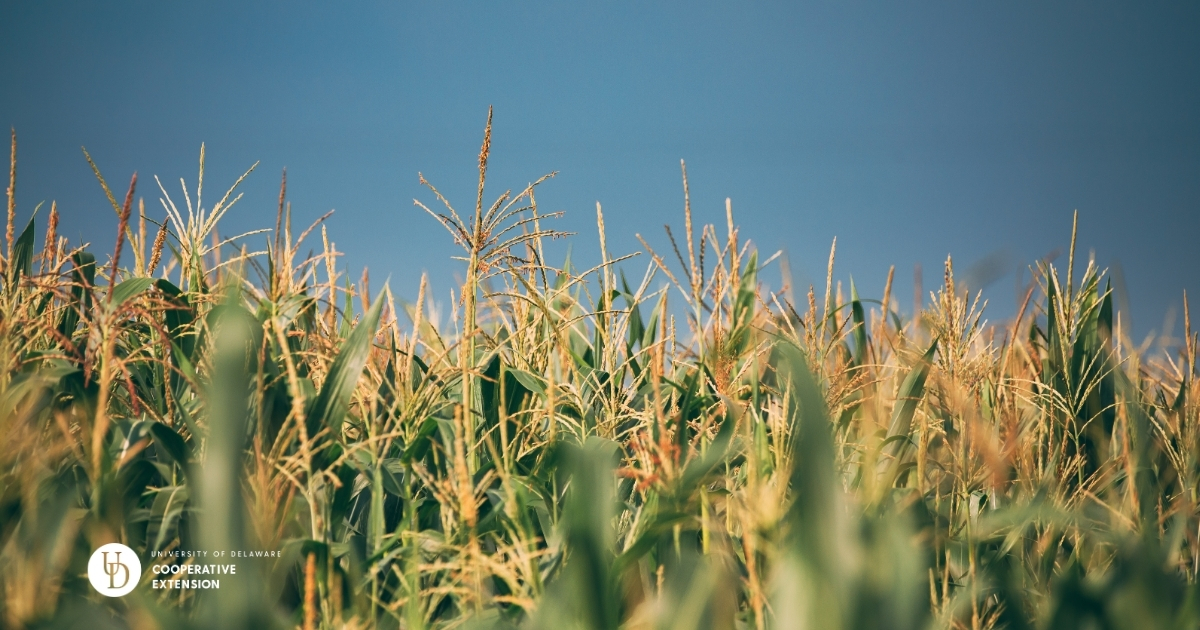 A view of a cornfield