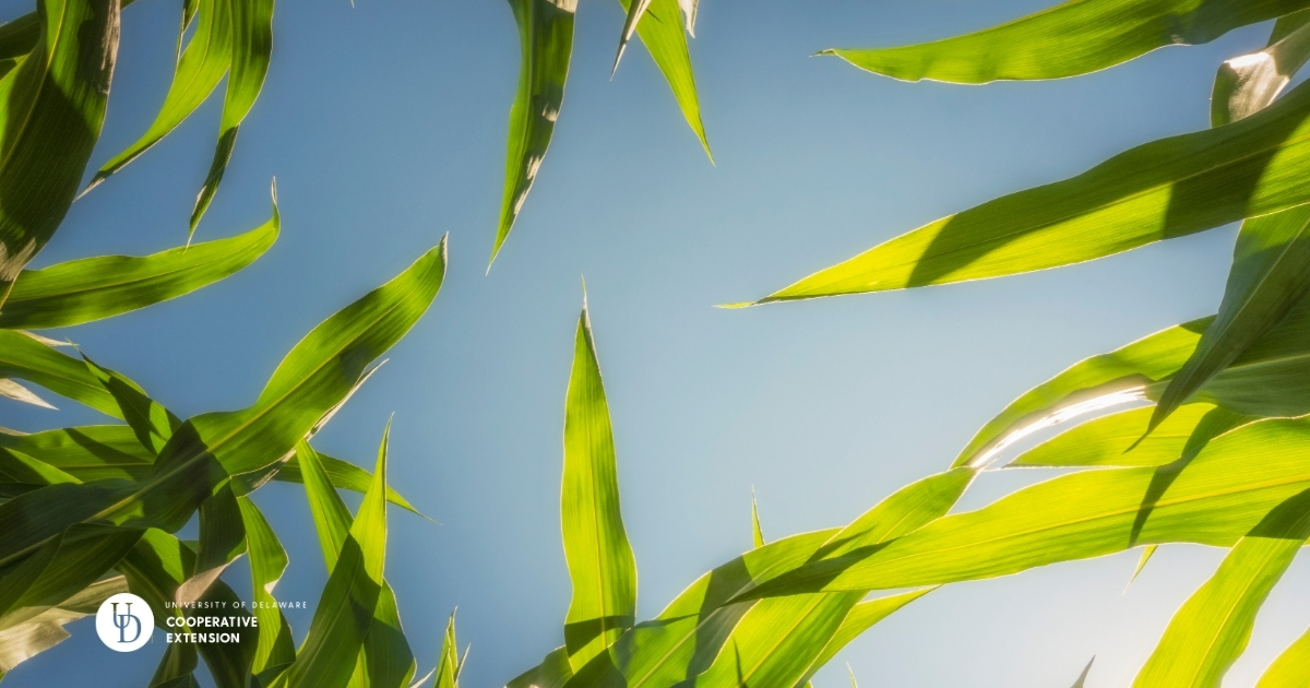 A photo of corn stalks with a beautiful focus on the sky above