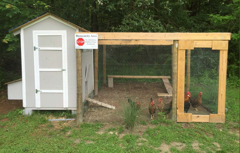 Example of a backyard coop with run. Note the eggs can be collected without entering the coop, improving biosecurity.  Photo by Jon Moyle