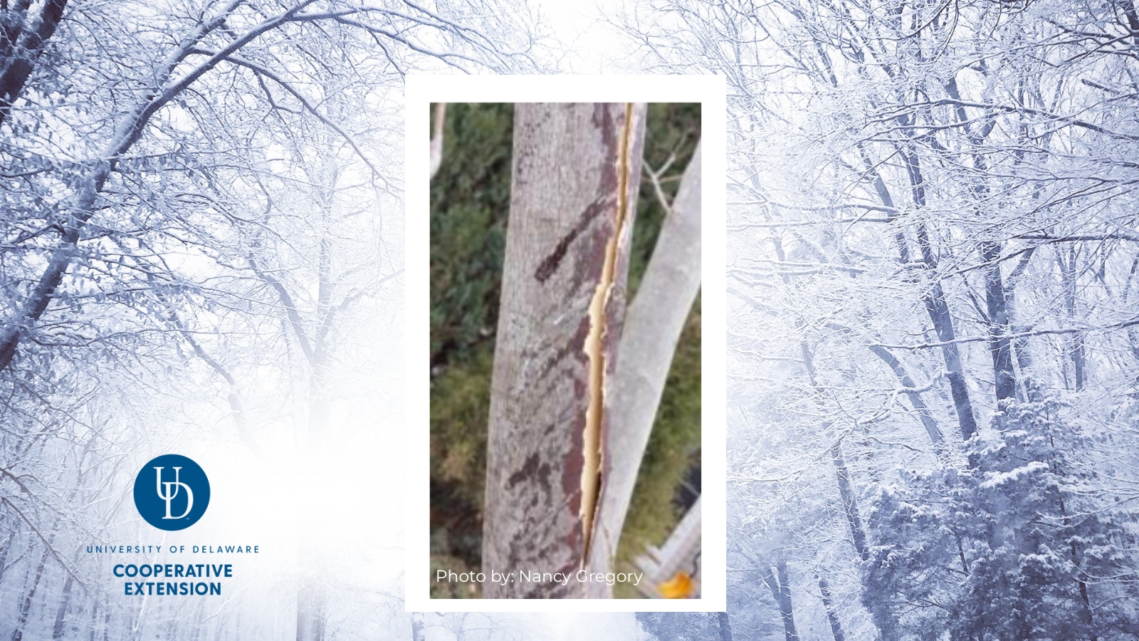 Bark splitting on a red maple tree, photo by Nancy Gregory