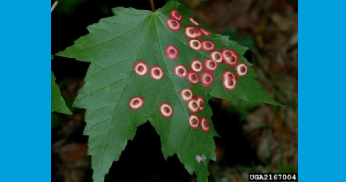 Galling Insects Insect and Mite Galls | Cooperative Extension | University of Delaware