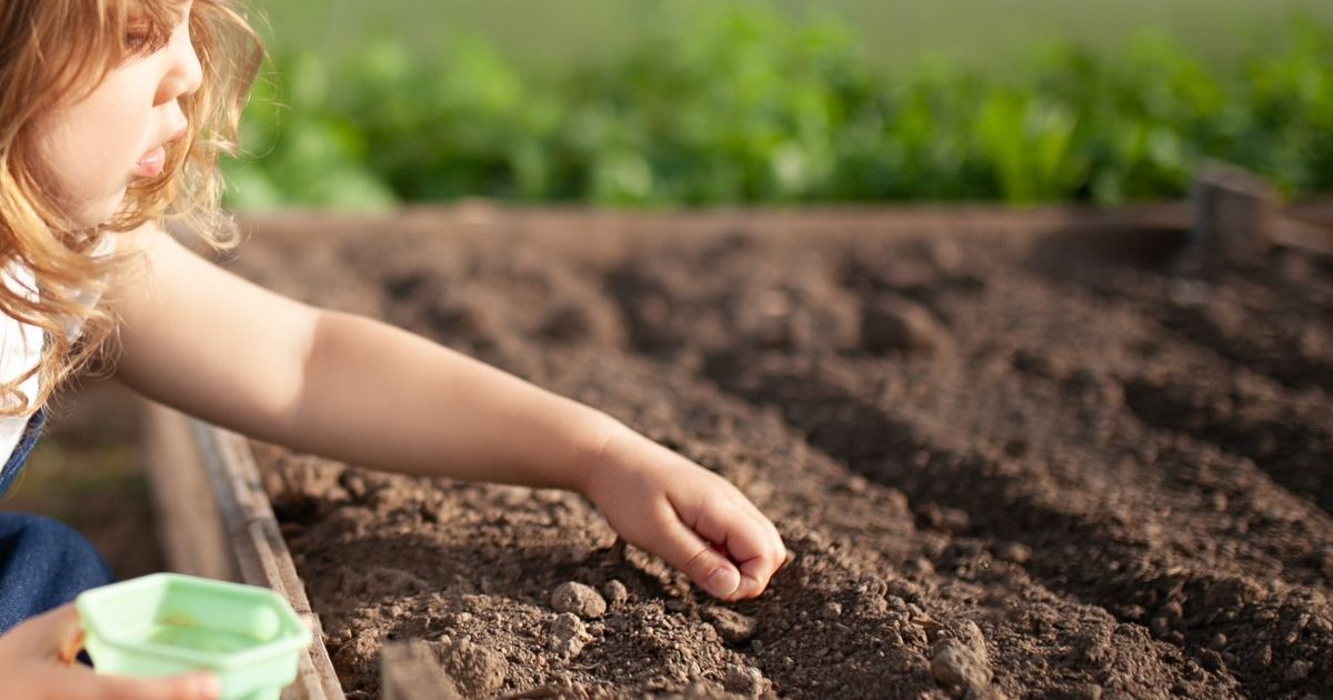 Adorable little girl planting seeds in the dirt of a raised bed.