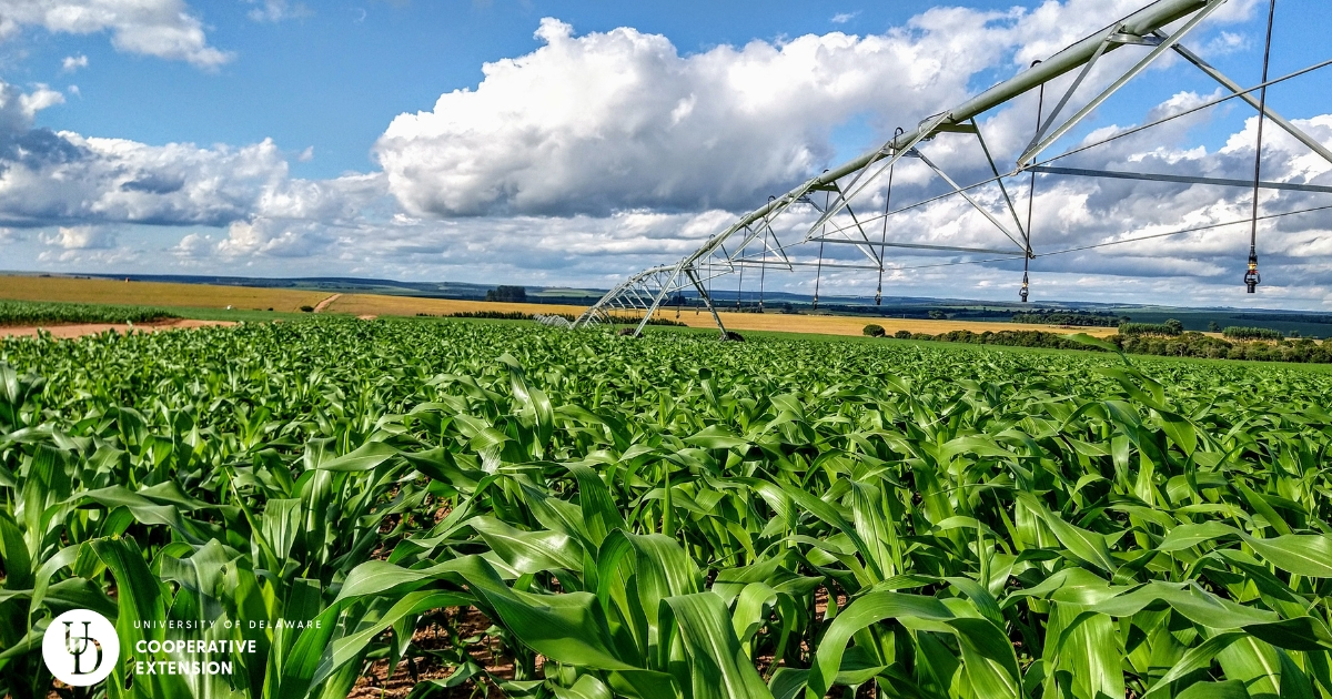 A pivot in a corn field