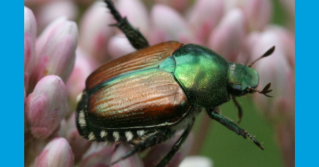 Adult Japanese beetle; David Cappaert.
