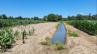 Coastal flooding in a Virginia field is reducing the acreage that can be profitability farmed 