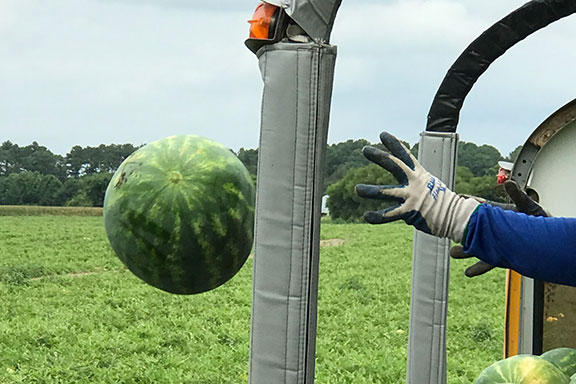 Tossing a watermelon