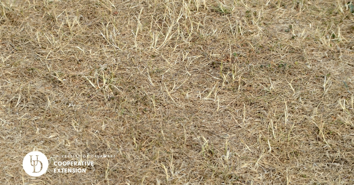 A view of a dried lawn in a drought
