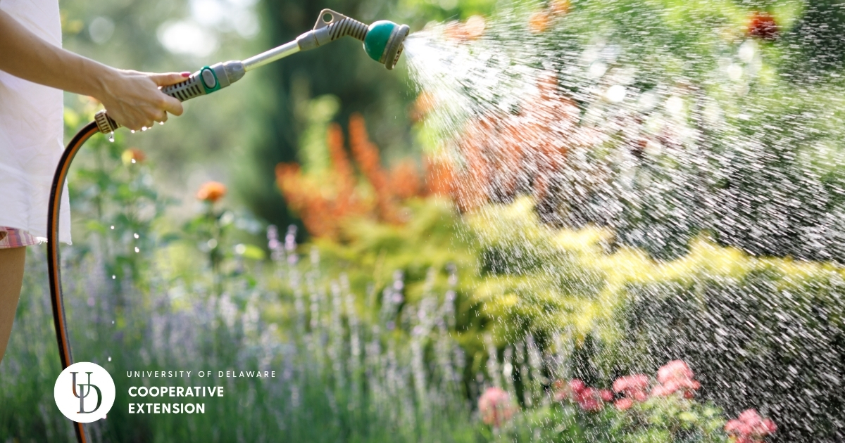 Someone watering their garden with a hose