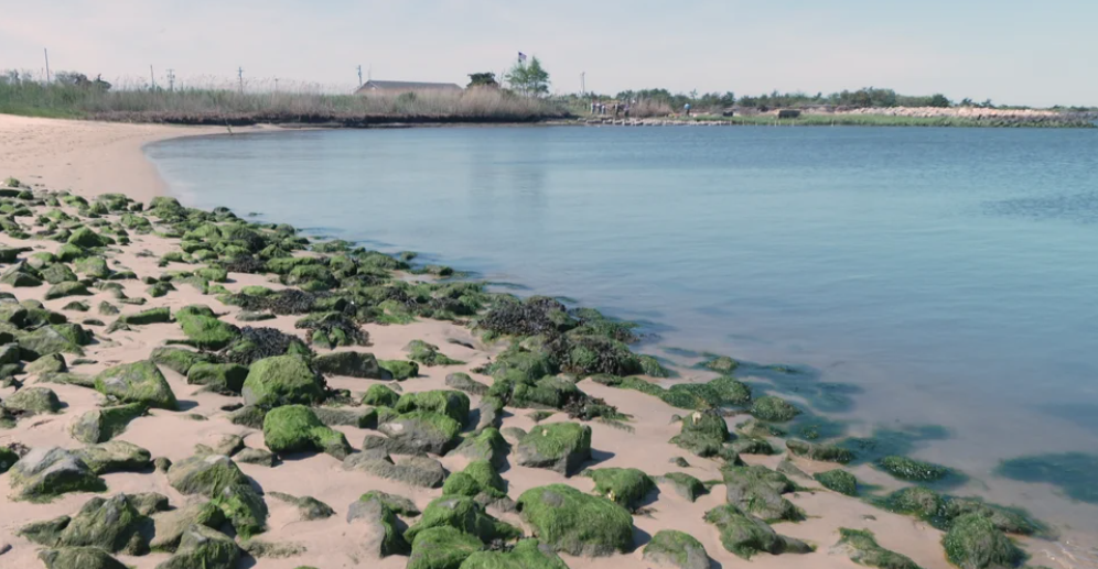 Lewes Bay shore