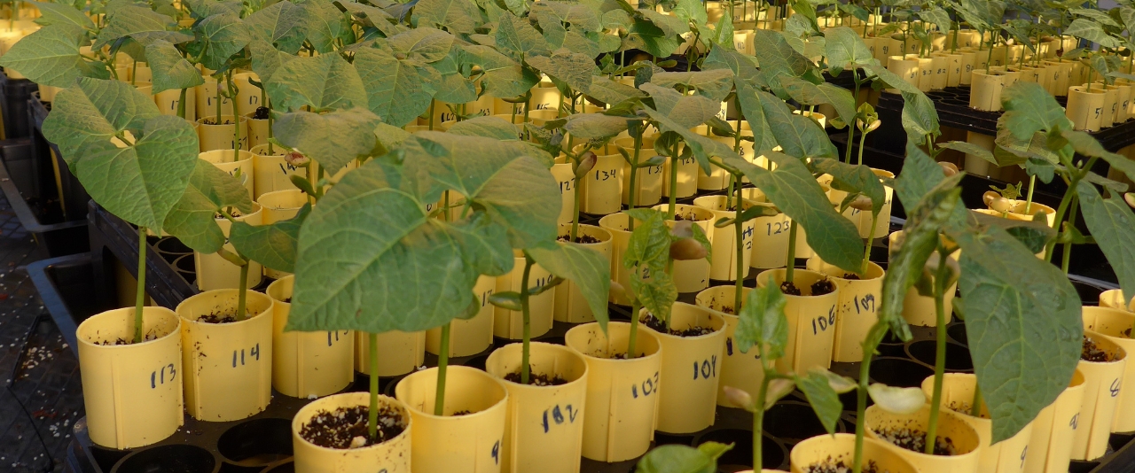 Lima bean test plants in rows.