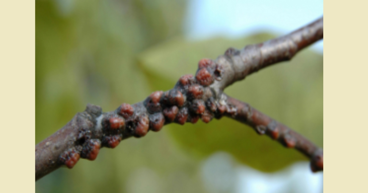 Magnolia Scale. Brian Kunkel, University of Delaware, Bugwood.org